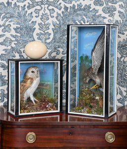 A taxidermy kestrel sold on behalf of Wiltshire Wildlife